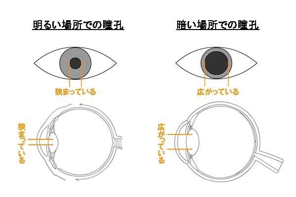 明るさによる瞳孔の変化